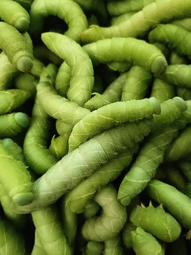 灌云豆丹，支持全国各地发货，