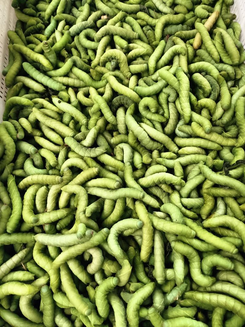 灌云豆丹，支持全国各地发货，