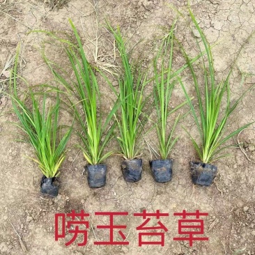 崂峪苔草