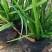 崂峪苔草