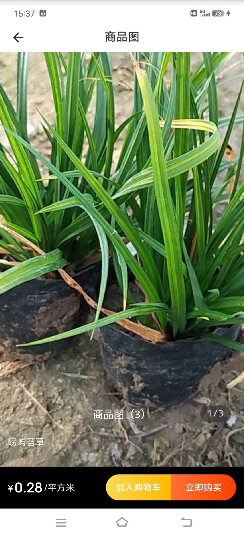 崂峪苔草