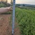 优质中杯（13×15）红豆杉苗