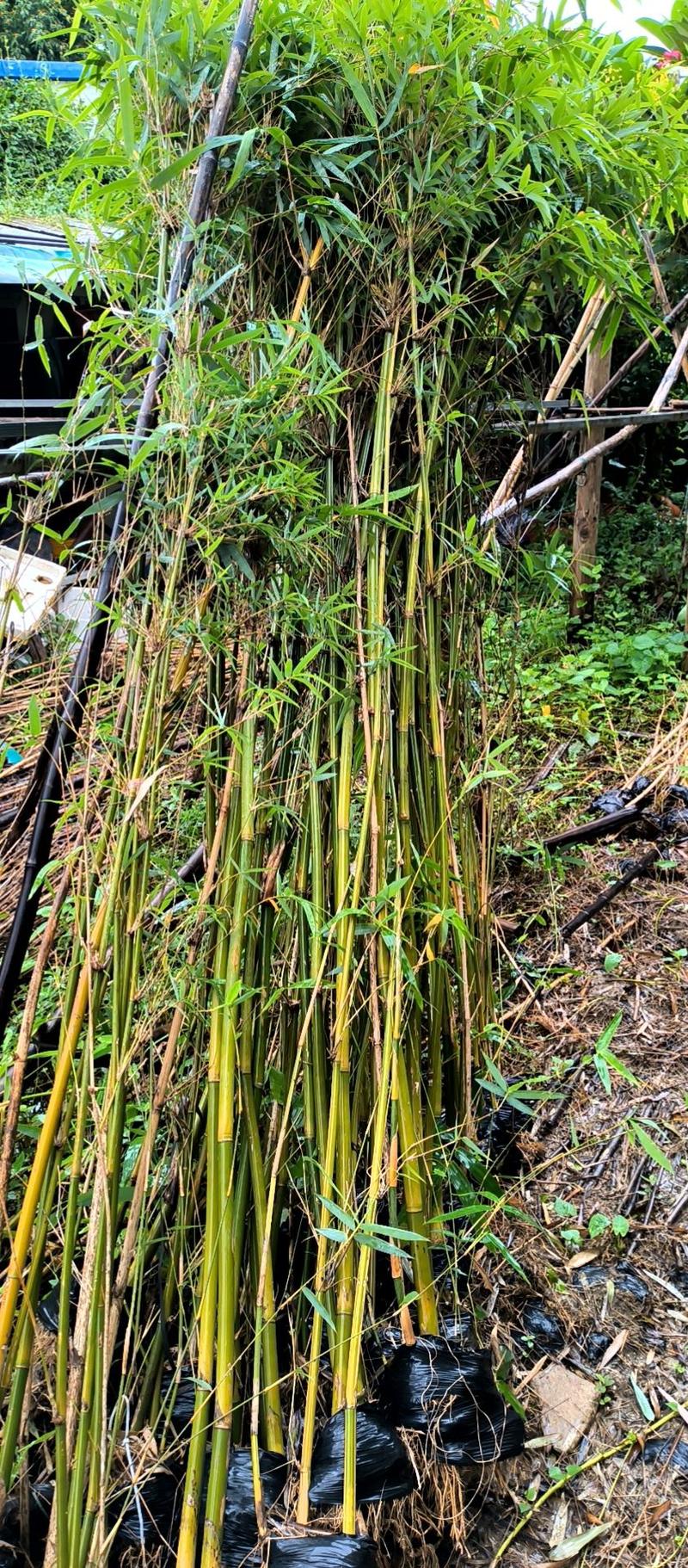 基地直供凤尾竹价格特惠，质量保证，欢迎订购，绿化城市