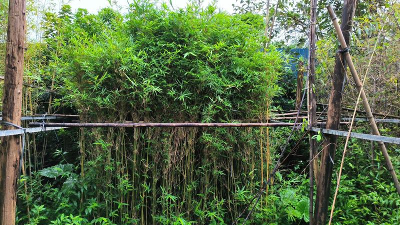 基地直供凤尾竹价格特惠，质量保证，欢迎订购，绿化城市