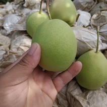 冠县长把梨已经上市，欢迎有需要的客户洽谈合作。