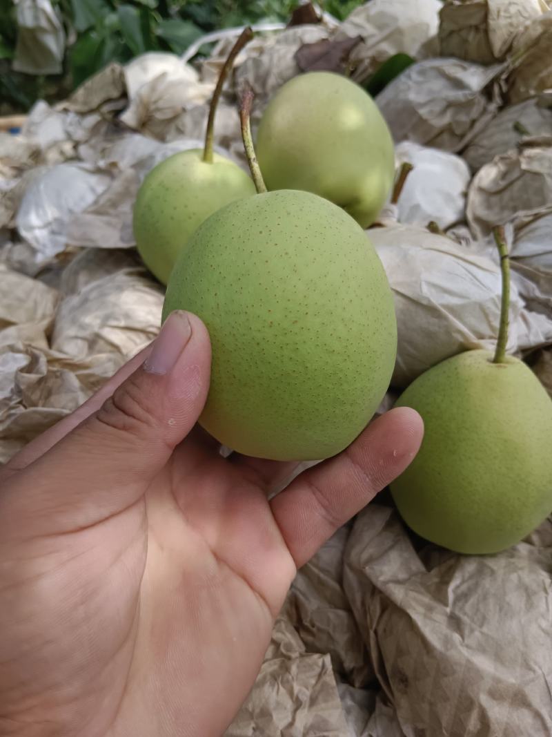 冠县长把梨已经上市，欢迎有需要的客户洽谈合作。