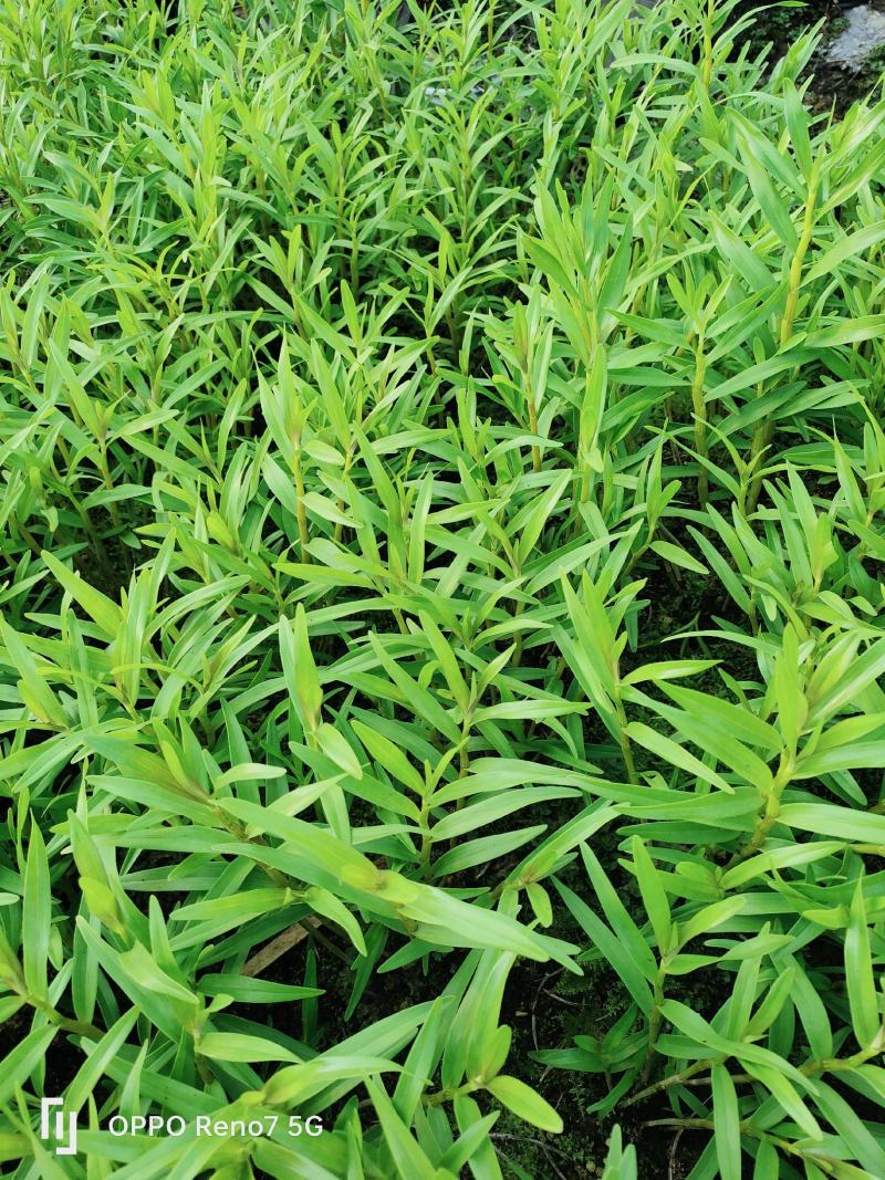 夹江叠鞘石斛苗，跌鞘石斛，黄草石斛，川石斛