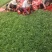 大量籽播麦冬草