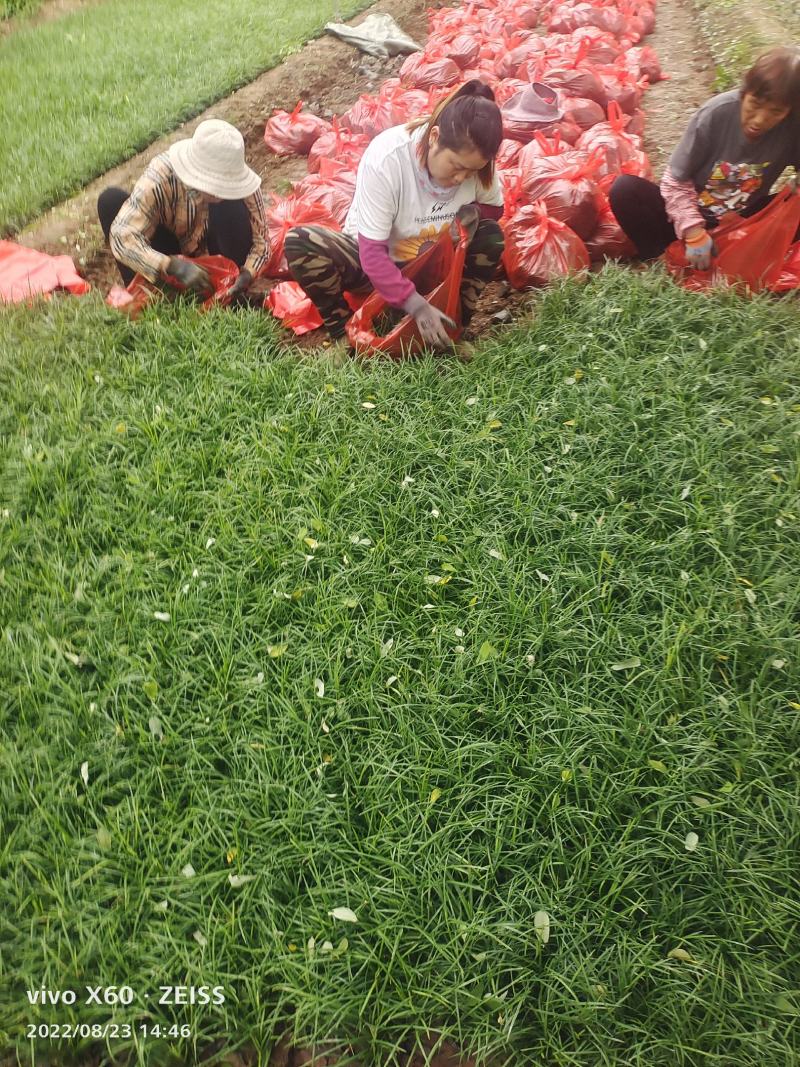 大量籽播麦冬草