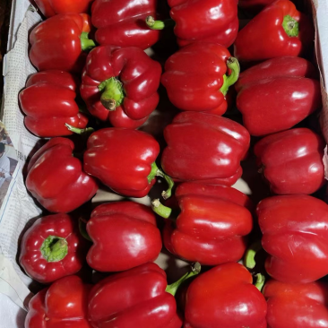 大量供应精品红椒彩椒，自然红，一手货源，颜色鲜