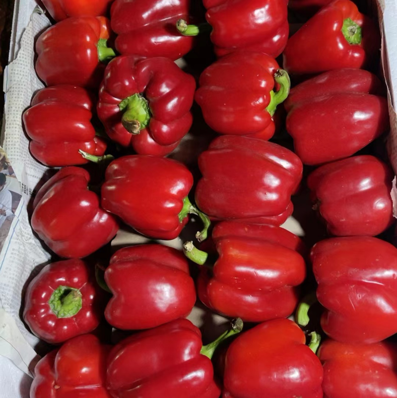 大量供应精品红椒彩椒，自然红，一手货源，颜色鲜
