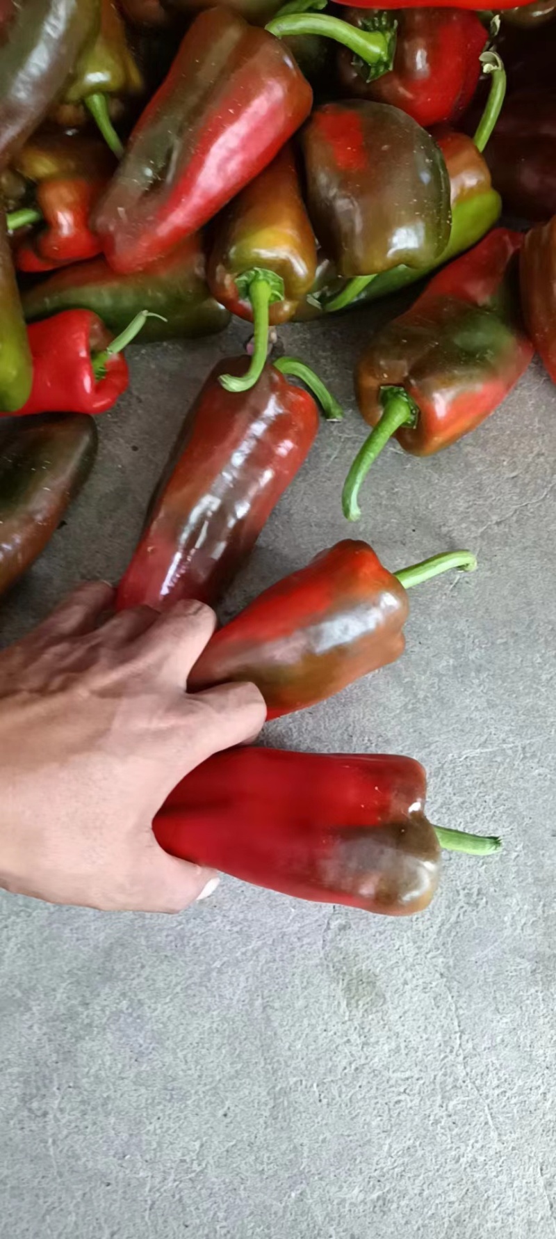 大量供应精品红椒彩椒，自然红，一手货源，颜色鲜