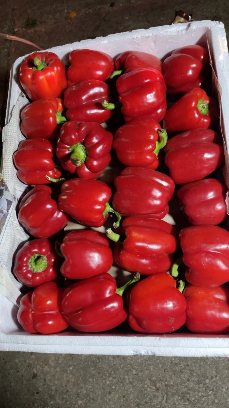 大量供应精品红椒彩椒，自然红，一手货源，颜色鲜