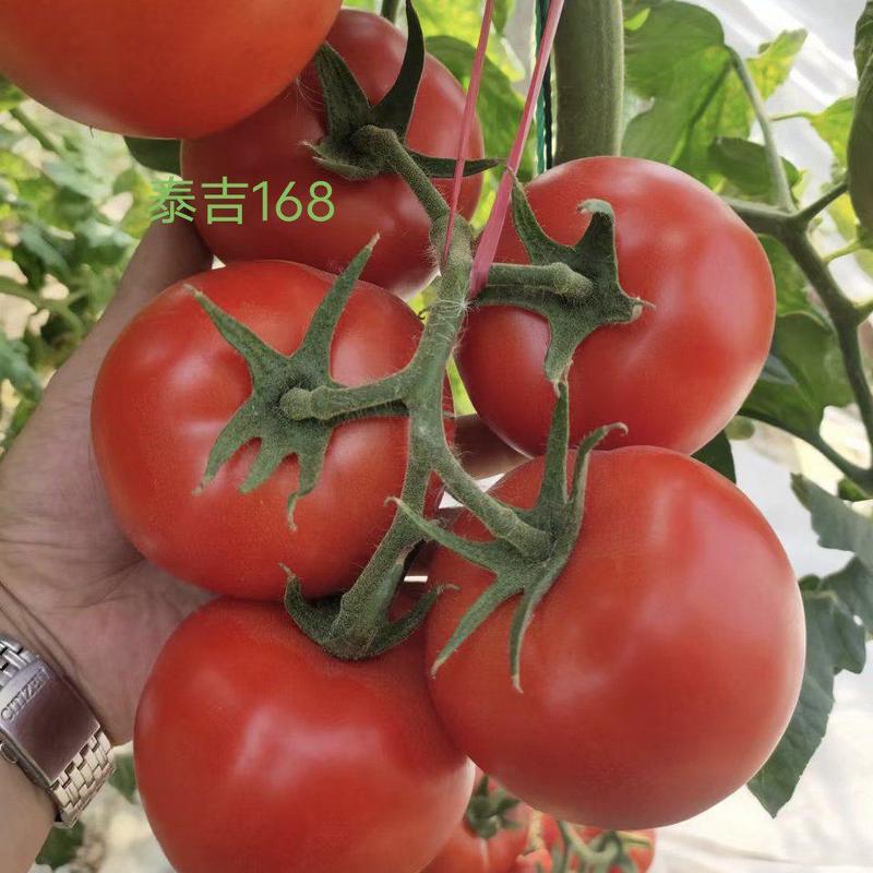西红柿种苗番茄苗红果番茄苗抗TY抗死棵耐高温