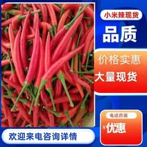 优质小米辣河南产地辣椒大量现货供应，品质优良，价格实惠。