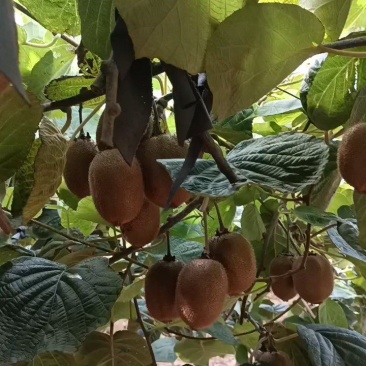 新鲜好吃的徐香猕猴桃上市了，现摘现发，甜糯多汁