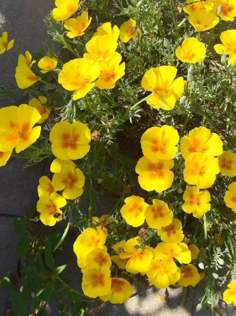 新花菱草种子春秋易种简单多年生耐寒花籽室外庭院景观花菱草