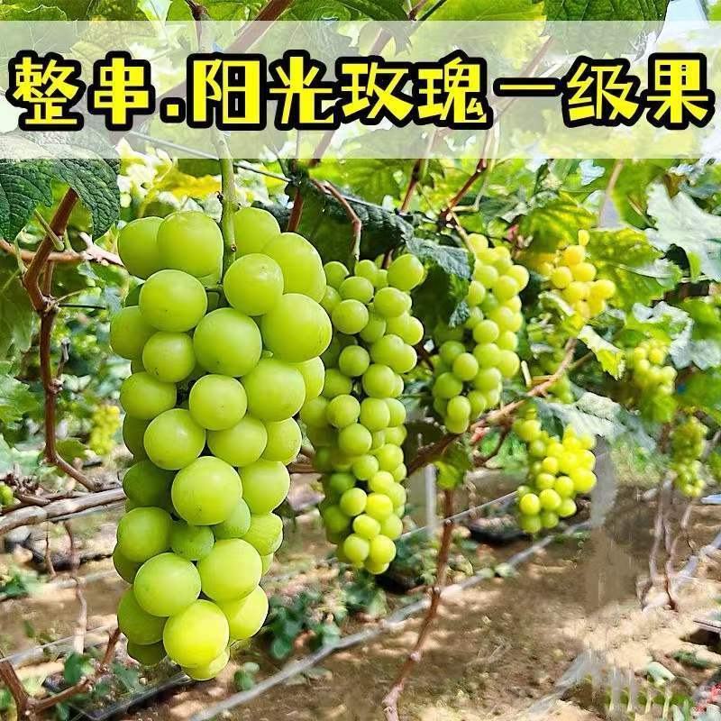 陕西大荔县阳光玫瑰大量上市，产地直发，新鲜现摘，量大从优