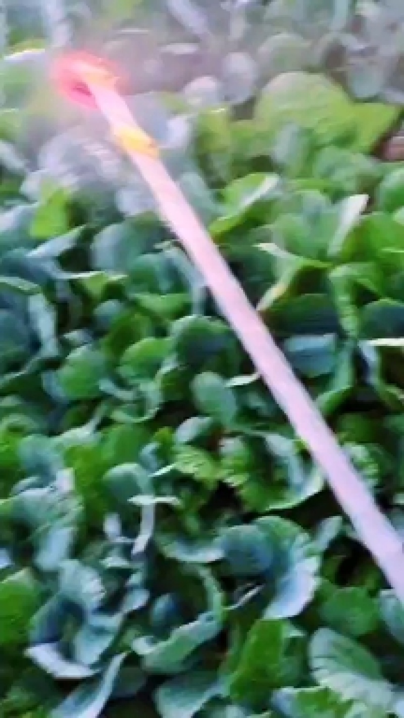白菜苗，本地脆白菜，基地直供，保值保量，量大从优，可回收