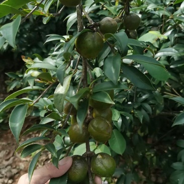 油茶籽茶油油茶香花油茶野生茶油广西茶油