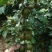 油茶籽茶油油茶香花油茶野生茶油广西茶油