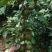 油茶籽茶油油茶香花油茶野生茶油广西茶油