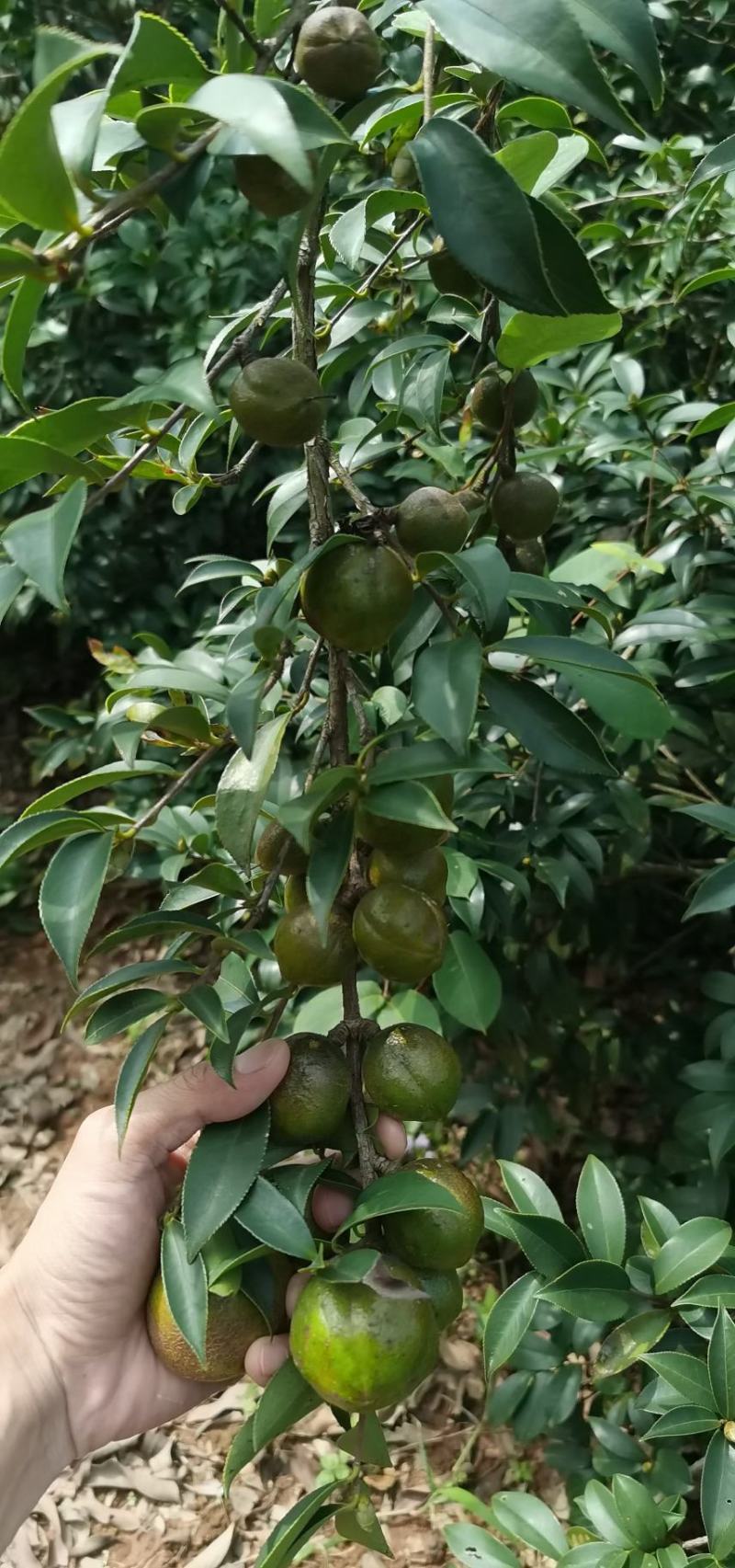 油茶籽茶油油茶香花油茶野生茶油广西茶油