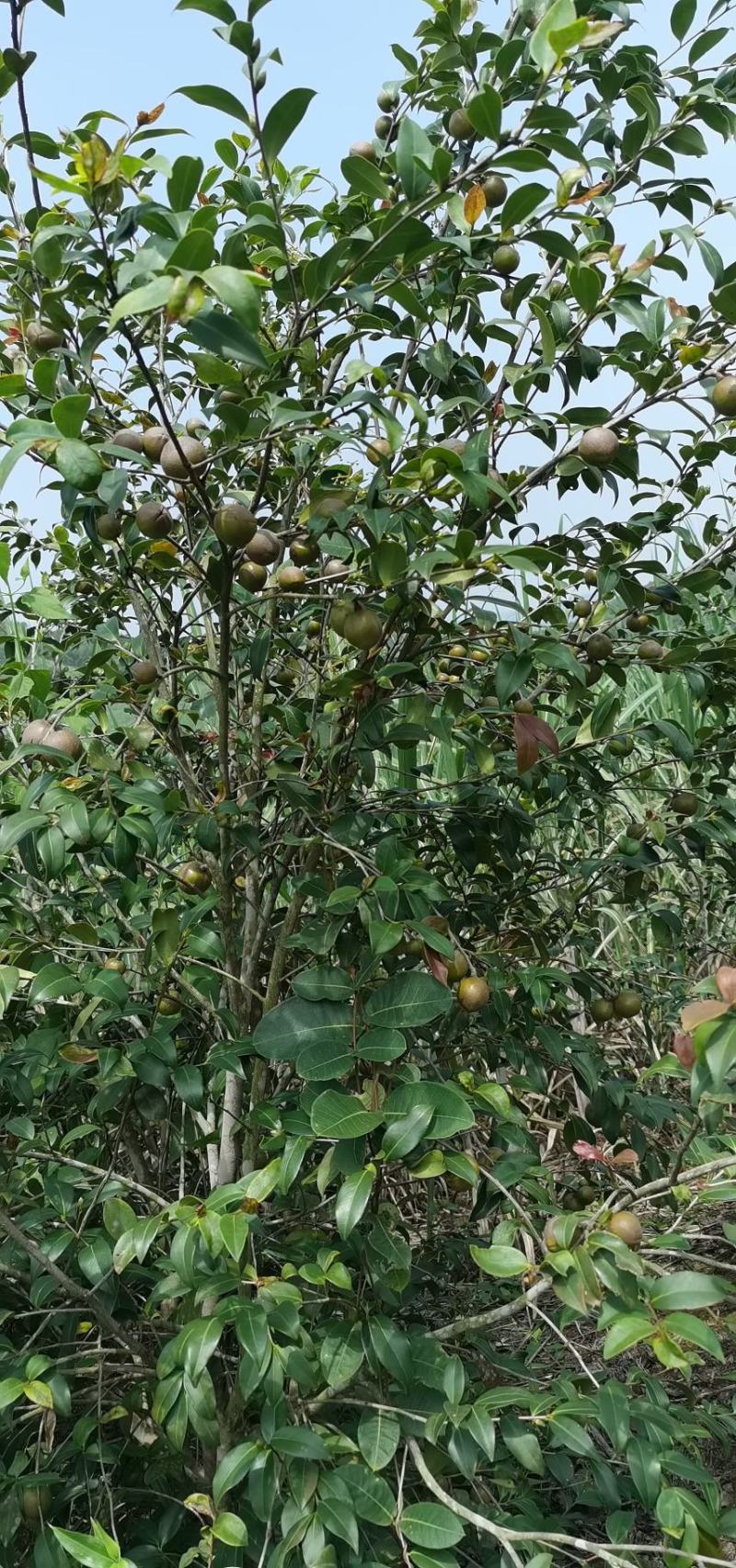 油茶籽茶油油茶香花油茶野生茶油广西茶油