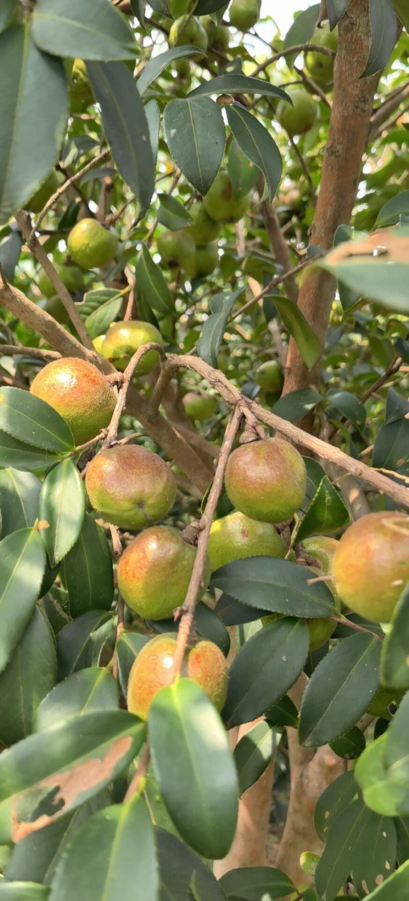 油茶籽茶油油茶香花油茶野生茶油广西茶油