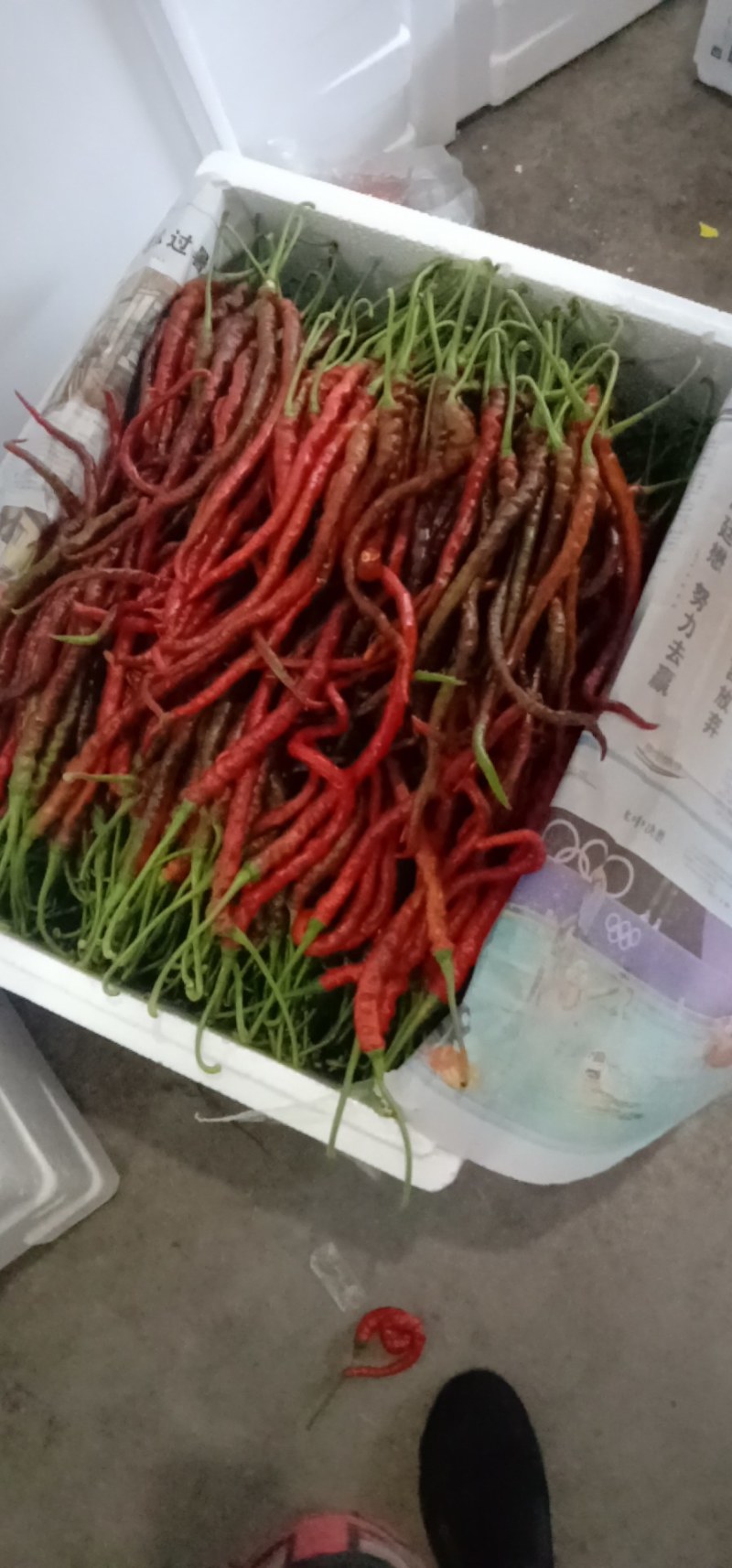 鸡肠椒