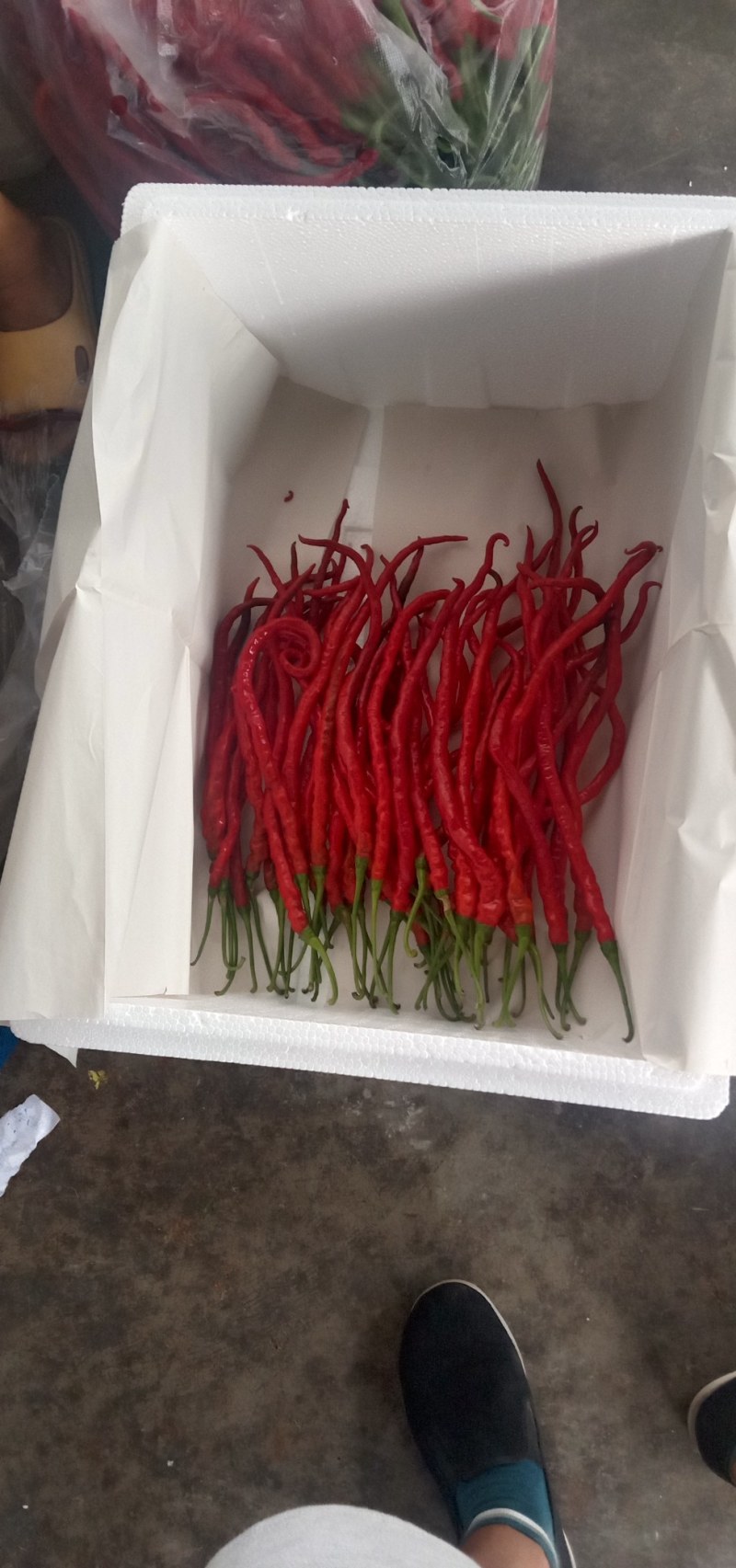 鸡肠椒