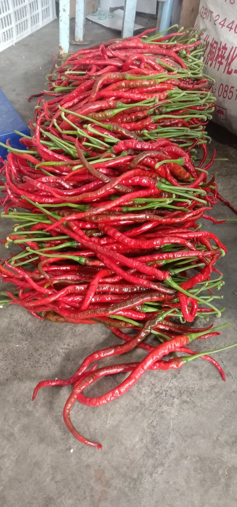 鸡肠椒