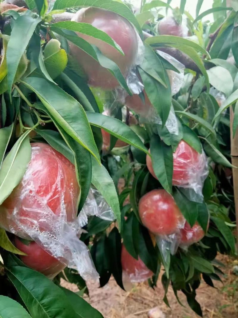 【牛商优选】陕西大荔县毛桃，口感好，价格优，致电优惠