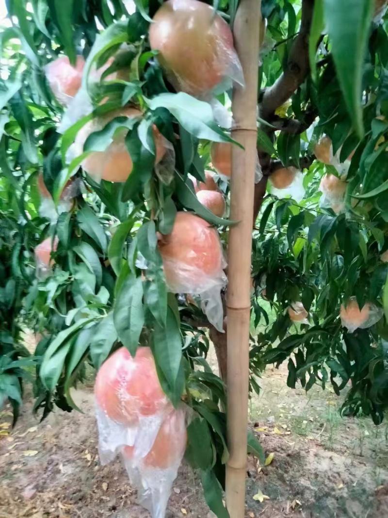 【牛商优选】陕西大荔县毛桃，口感好，价格优，致电优惠