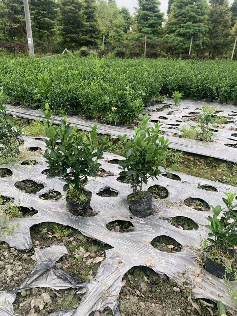 大叶黄杨毛笼子高度30公分冠幅25公分，大叶黄杨价格