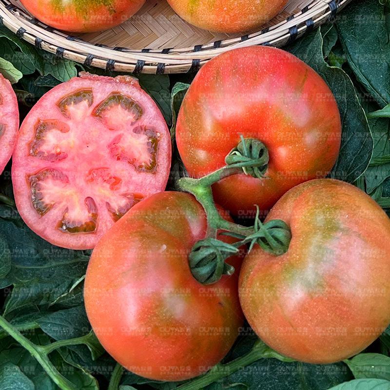 雅蜜520水果番茄种子口感型番茄种子抗性好酸甜可口