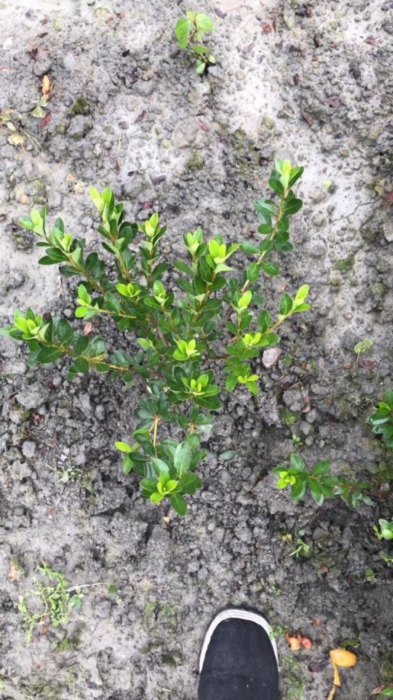 春娟价格低，郫县春娟种植户，成都春娟价格，春娟批发价格低