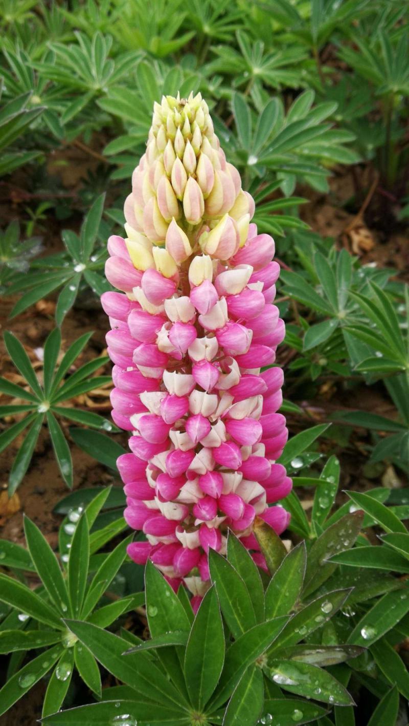 鲁冰花花种四季易播种开花庭院阳台花籽易爆盆栽花卉种孑花种