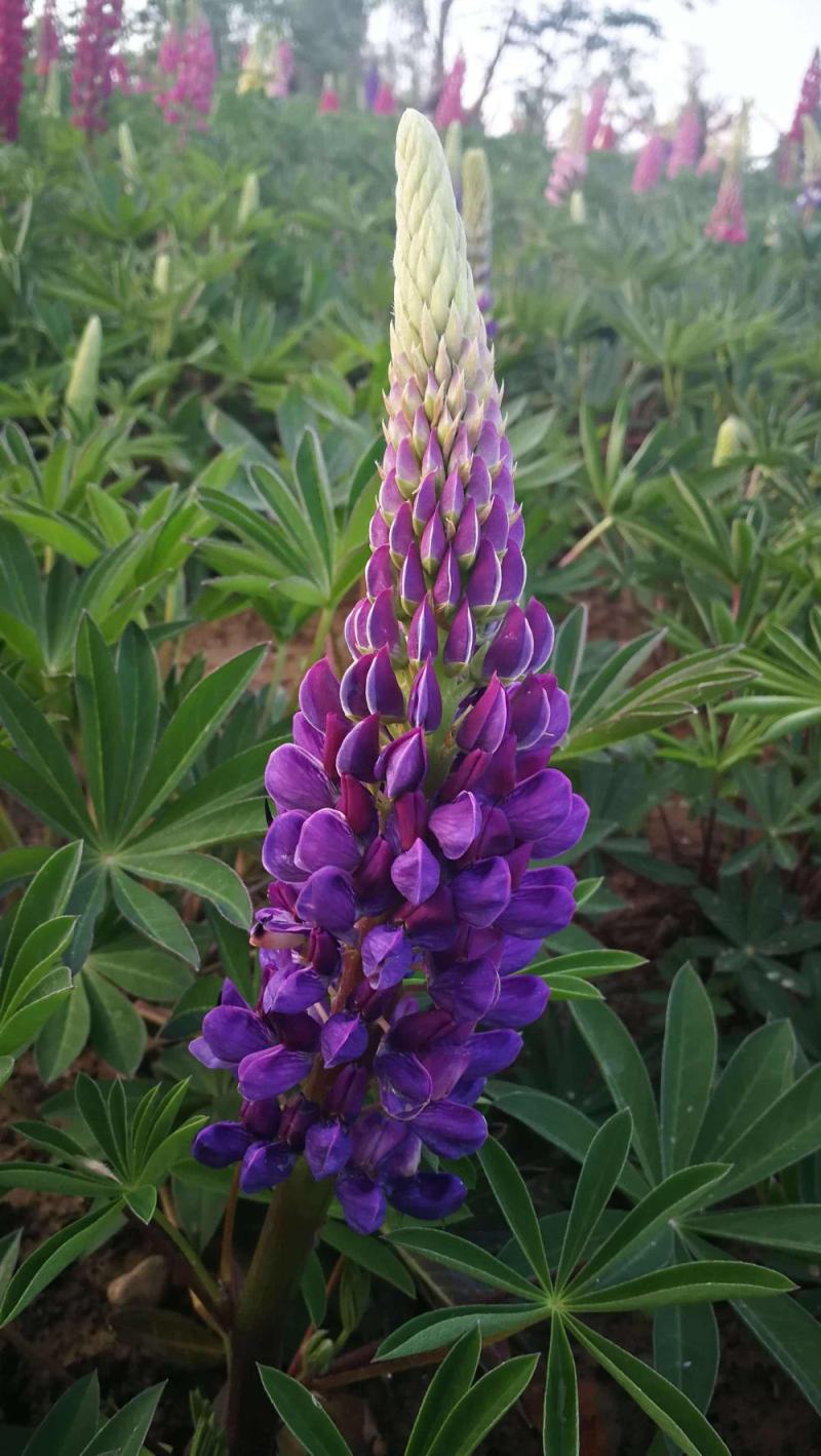 鲁冰花花种四季易播种开花庭院阳台花籽易爆盆栽花卉种孑花种