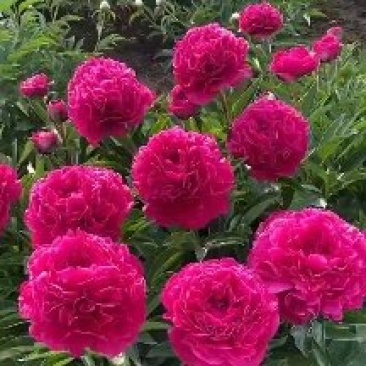 观赏芍药