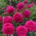 观赏芍药