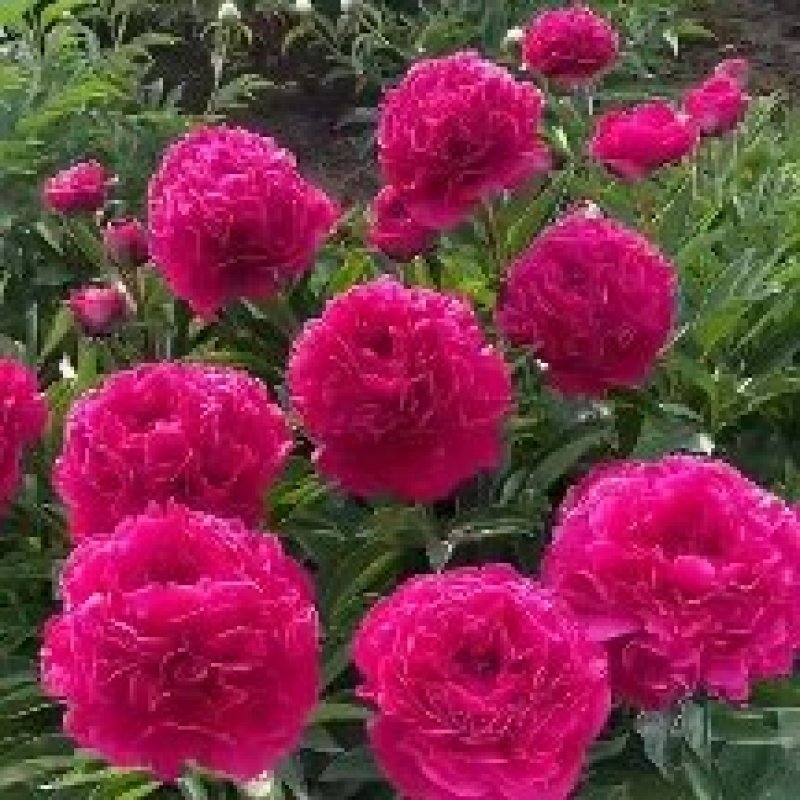 观赏芍药