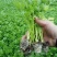《芹菜苗》基地现挖现发成活率高产量高提供技术指导