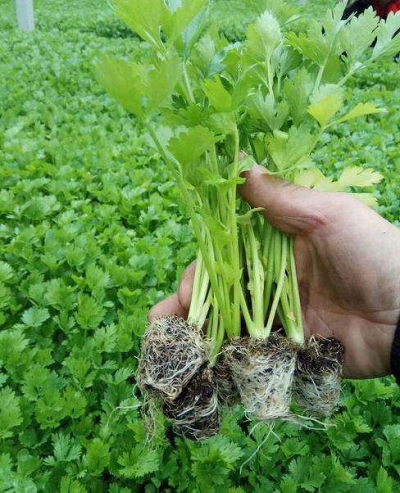 《芹菜苗》基地现挖现发成活率高产量高提供技术指导