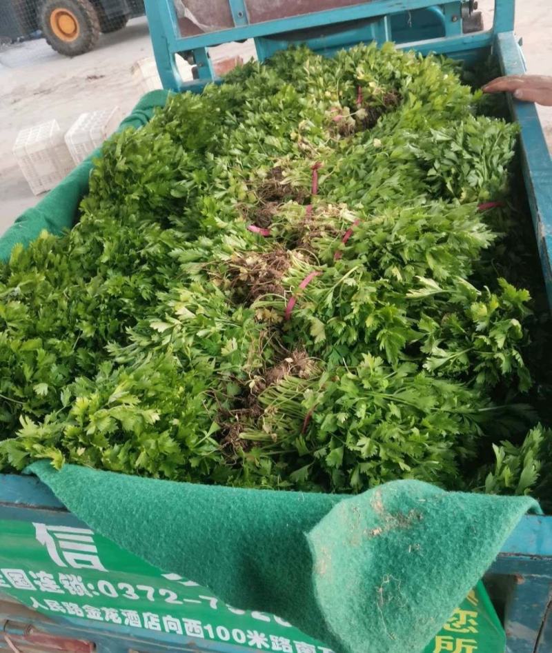 《芹菜苗》基地现挖现发成活率高产量高提供技术指导