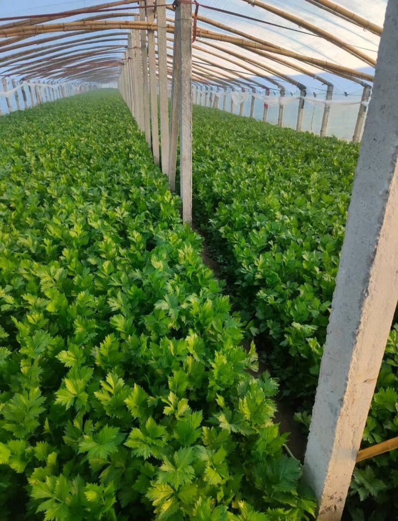 《芹菜苗》基地现挖现发成活率高产量高提供技术指导