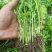 《芹菜苗》基地现挖现发成活率高产量高提供技术指导