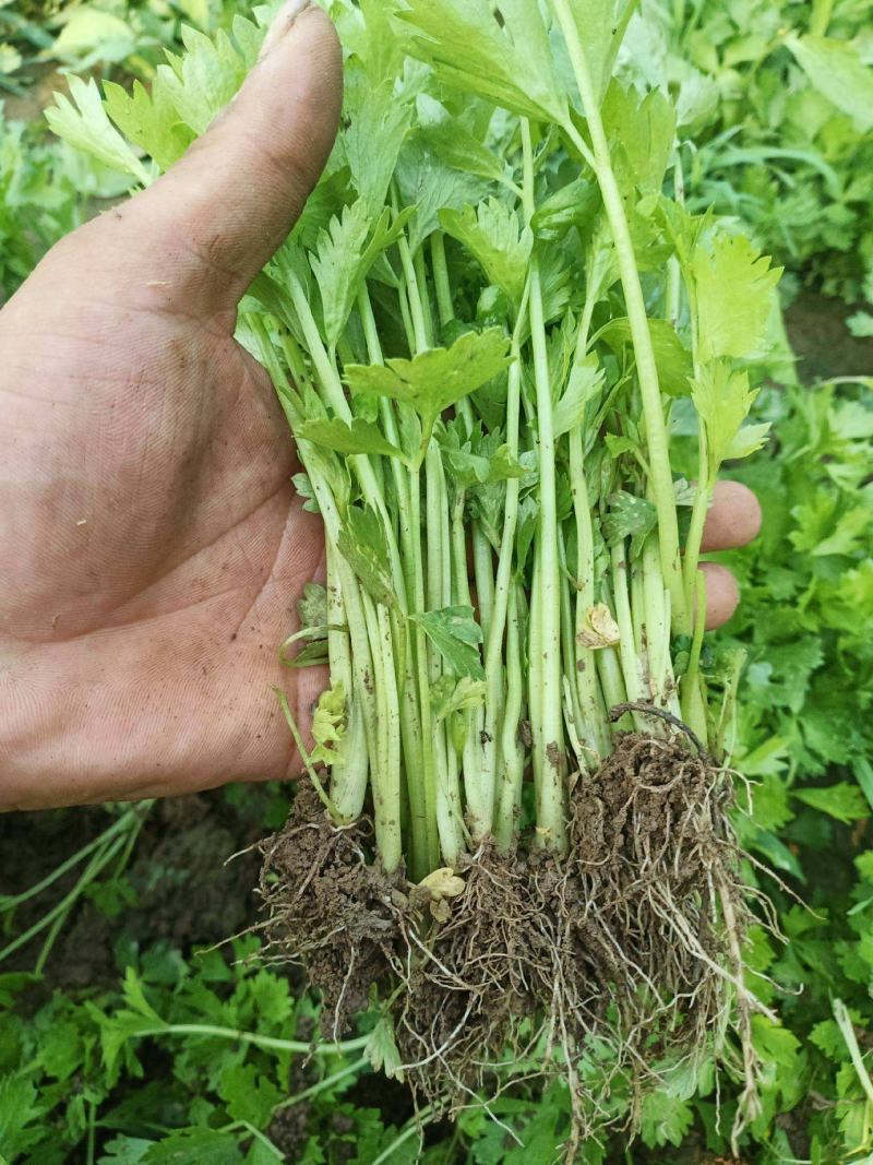 《芹菜苗》基地现挖现发成活率高产量高提供技术指导