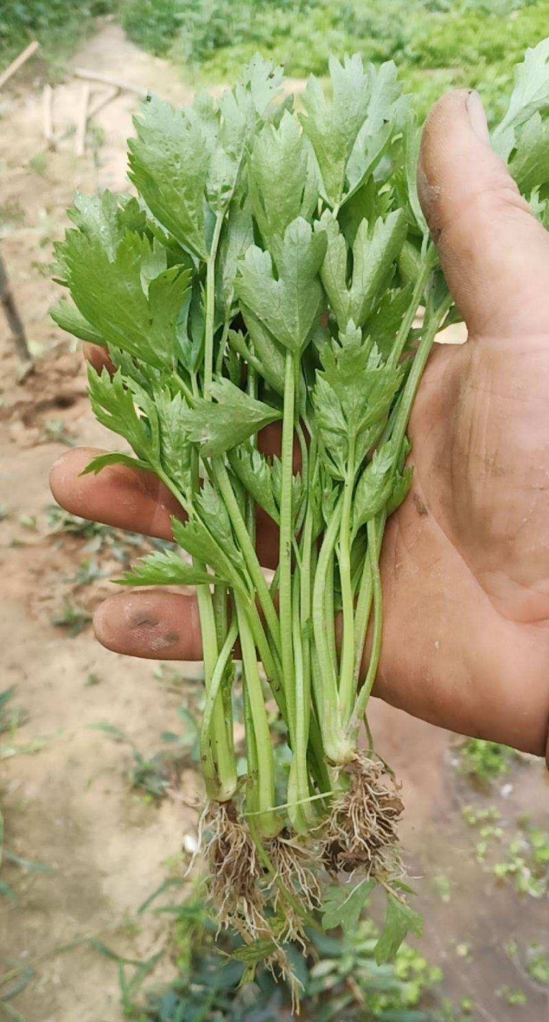 《芹菜苗》基地现挖现发成活率高产量高提供技术指导