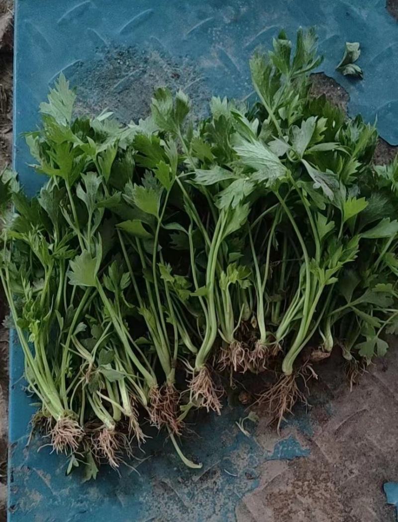 《芹菜苗》基地现挖现发成活率高产量高提供技术指导
